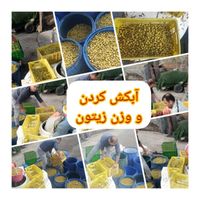 زیتون بی هسته با هسته از باغات طارم اصل|خوردنی و آشامیدنی|تهران, خزانه|دیوار