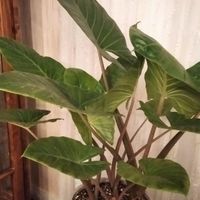 گل بابا آدم تنه کبود (تنه قرمز)|گل و گیاه طبیعی|کرج, شهرک امام رضا|دیوار