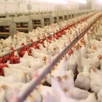 فروش-مجوز-مرغداری-گوشتی-با-زمین