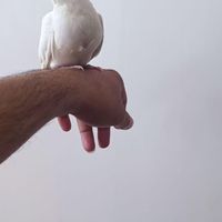 عروس دستی|پرنده|کنارک, |دیوار