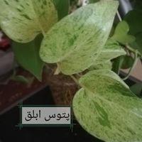 مجموعه سه تایی گیاه پتوس|گل و گیاه طبیعی|تهران, جنت‌آباد جنوبی|دیوار