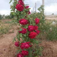 فروش-باغ-میوه