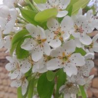 3هکتار-زمین-دیم-بفرش-می-رسد