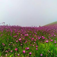 تور یک روزه ییلاق رویایی سلانسر اجرا انحصاری و شاد|تور و چارتر|تهران, ستارخان|دیوار