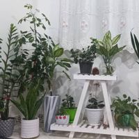 گل وگیاه طبیعی|گل و گیاه طبیعی|تهران, مسعودیه|دیوار