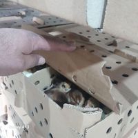 جوجه گلپایگانی یک روزه|حیوانات مزرعه|تهران, خاوران|دیوار