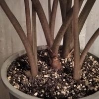 گل بابا آدم تنه کبود (تنه قرمز)|گل و گیاه طبیعی|کرج, شهرک امام رضا|دیوار