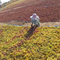 فروش ۱۵هزار متر باغ انگور در تاکستان|فروش دفتر صنعتی، کشاورزی، تجاری|تهران, تهرانپارس شرقی|دیوار