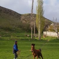 اسب|اسب و تجهیزات اسب‌سواری|اردبیل, |دیوار