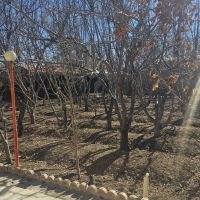 باغ-چهاردیواری