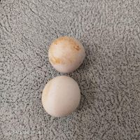سنک اسیاب الماس|کلکسیون اشیاء عتیقه|تهران, اتحاد|دیوار