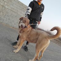 بالتو ۱۳ماهه|سگ|تبریز, |دیوار