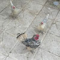 جوجه یک هفته ای سبرایت|حیوانات مزرعه|مشهد, وکیل‌آباد|دیوار