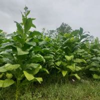 اجاره-دادن-زمین-برای-کاشت-توتون