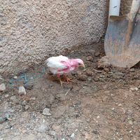 جوجه|حیوانات مزرعه|دماوند, |دیوار