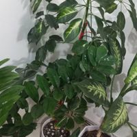 گل وگیاه طبیعی|گل و گیاه طبیعی|تهران, مسعودیه|دیوار