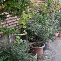 اقامتگاه ارین اجاره ماهیانه وشبانه|اجارهٔ کوتاه‌مدت آپارتمان و سوئیت|تهران, نصرت|دیوار