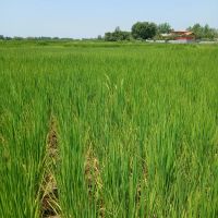 زمین-کشاورزی-7000-هزار-متر