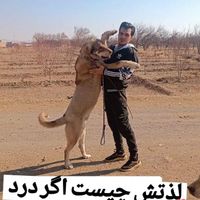 بالتو ۱۳ماهه|سگ|تبریز, |دیوار