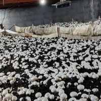 فروش-سالن-قارچ-6-تنی-امتیاز-اب-برق-گاز