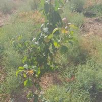 باغچه-1000-متری-رودبال-هماشهر