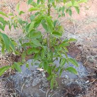 فروش-800-متر-باغ-در-طالقان-بر-جاده-اصلی