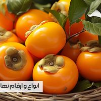 خرید مستقیم نهال از تولیدکننده، بدون واسطه|خدمات باغبانی و درختکاری|ارجمند, |دیوار