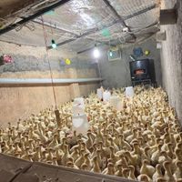 جوجه بوقلمون بیوتی فوق سنگین|حیوانات مزرعه|تهران, کن|دیوار