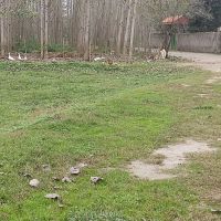 فروش-زمین-دارای-مجوز-گلخانه