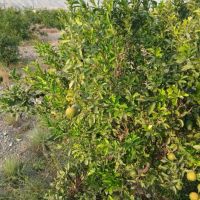 فروش-زمین-8500-متری-سیاهو
