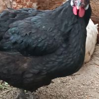 جوجه غاز و مرغ|حیوانات مزرعه|تبریز, |دیوار