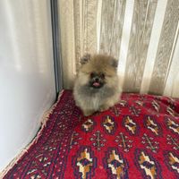 سگ پامر خرسی|سگ|تبریز, |دیوار
