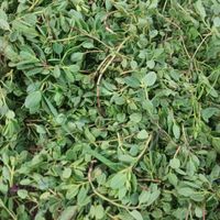 پلنگ مشک|خوردنی و آشامیدنی|رودبار, |دیوار