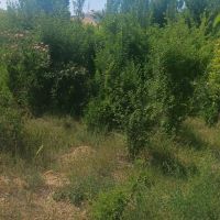 باغ-میوه1000متری-با2ساعت-اب-جاده-کلات-گوجگی