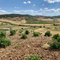 باغ-سماق-ترش-خوش-قیمت