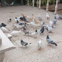 کفتر پرشی|پرنده|تهران, خاوران|دیوار