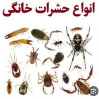 سمپاشی با ضمانت کتبی دریک مرحله سم پاشی ساس ،سوسک|خدمات نظافت|تهران, افسریه|دیوار