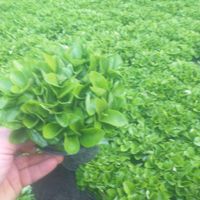 سبزه بهار نارنج|گل و گیاه طبیعی|تهران, عبدل‌آباد|دیوار