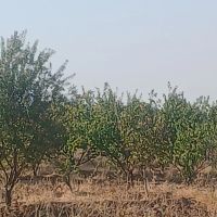 باغ-فروشی