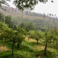 کوه بهرستاق نوسر زمین باغی متری ۲میلیون|فروش دفتر صنعتی، کشاورزی، تجاری|آمل, |دیوار