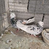 کفتر تهرونی شازده سرور آتیشی نر وماده نوک خورده|پرنده|اصفهان, محمودآباد|دیوار