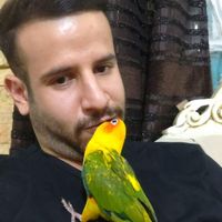 طوطی خورشیدی . سان‌شاین|پرنده|تهران, اتحاد|دیوار