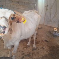 ۳عددگاو مارون ۳روستای بیت صیوان هلیچی|حیوانات مزرعه|رامشیر, |دیوار