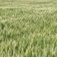 6هکتار-زمین-کشاورزی-آب-چاه-عمیق-و-قنات