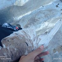 کبوتر|پرنده|الشتر, |دیوار