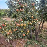 فروش-باغ-800متری-فول-بالای-اتوبان