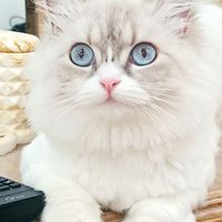 گربه بریتیش|گربه|رشت, بلوار گیلان|دیوار