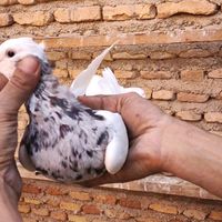 طوقی|پرنده|گنبد کاووس, |دیوار