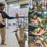بورس شاه طوطی ملنگو گرینچیک کاملا دستی|پرنده|تهران, نارمک|دیوار