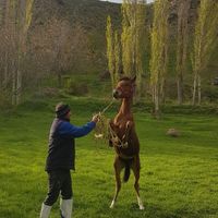 اسب|اسب و تجهیزات اسب‌سواری|اردبیل, |دیوار